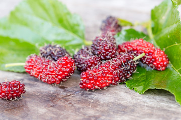 Red mulberry on green leave