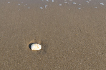 Seashell on beach