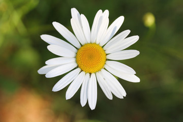 Obraz premium Daisies (Leucanthemum vulgare)