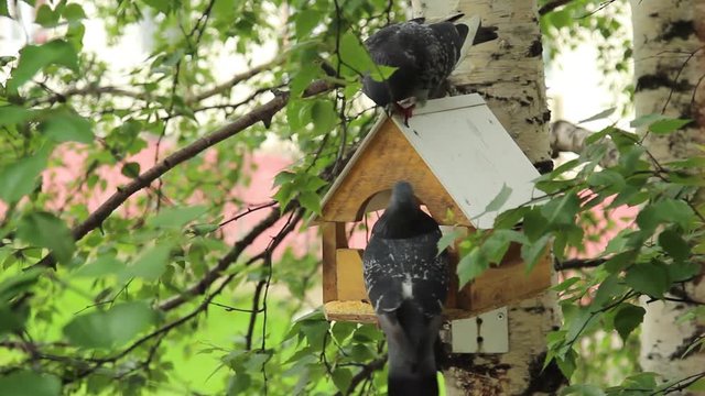 Birds feeding trough attached to a birch forest park  