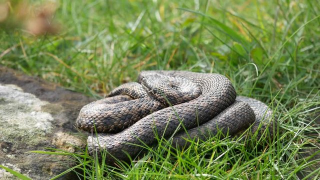 Adder Snakes Entwined ( Vipera berus) 