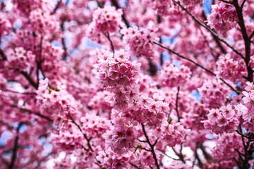 The cherry blossoms.
 Flowering trees in the spring. Japan. Tokyo.
