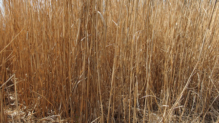 Trockenes Schilf