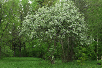 background spring park