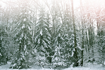 Winter forest. Winter landscape. Snow covered trees