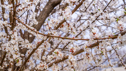 Пасхальное настроение. Цветущие деревья абрикоса