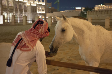 White Arabic thoroughbred horse hand feeding in Doha, Qatar