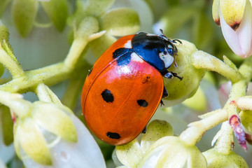 marienkäfer im frühling