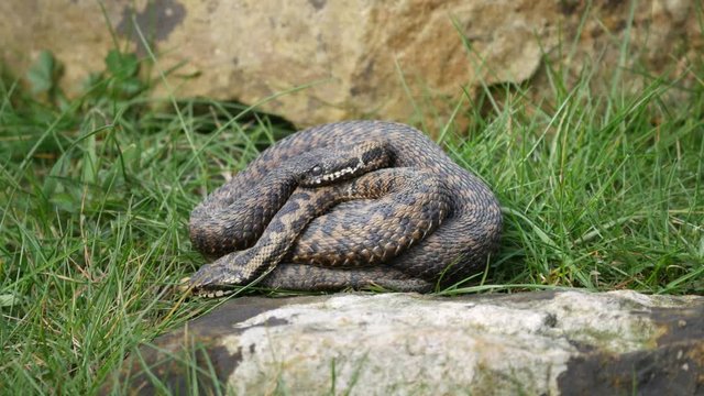 Adder Snakes Entwined ( Vipera berus) 