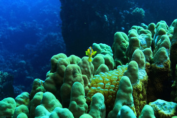 tropical sea underwater landscape