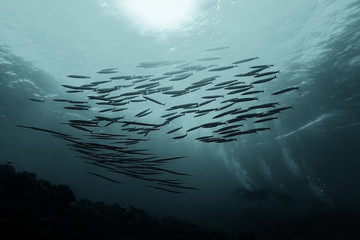 Fototapeta na wymiar jamb of sea fish