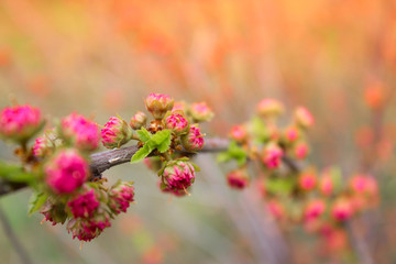 branch with little pink flowers, flowers in the garden at spring