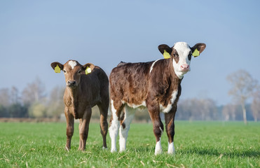 Zwei süße Kälber auf der Frühlingsweide genießen die Sonne © Countrypixel