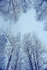 Fototapeta na wymiar Winter night background snowy branches