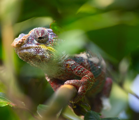 Green chameleon