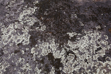 texture of the stone coquina beach