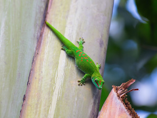 Green gecko