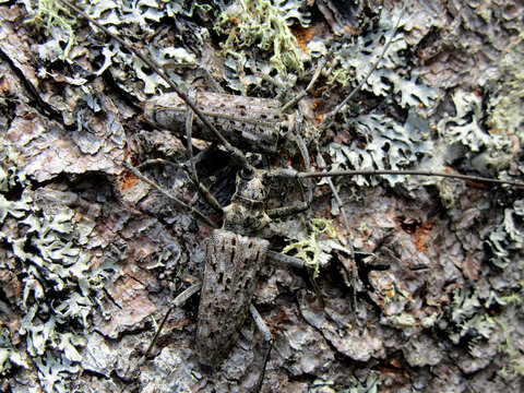 Camouflaged ground beetle among mossy cover - landscape color photo
