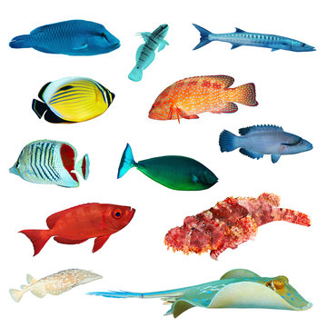 Tropical fish collection on white background.