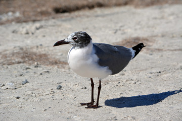 Seagull Side/Side view of a Standard Seagull standing on the sand