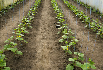 Fototapeta na wymiar seedlings of cucumbers in a greenhouse
