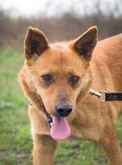 Red mixed breed dog portrait