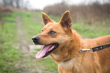 Red mixed breed dog portrait