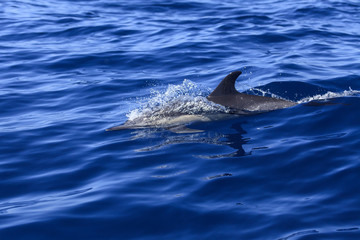 abtauchender Delphin im Atlsantik bei La Gomera