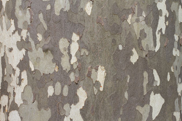 Russian camouflage fabric or green and white texture