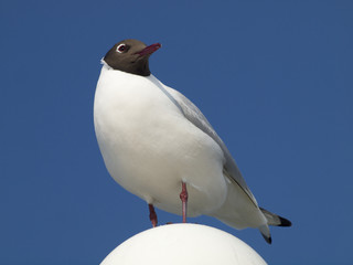 Lachmöwe 