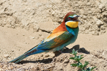 bee-eater