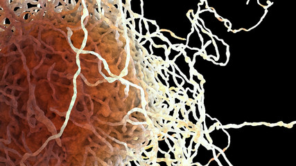 Detailed Model of a White Blood Cell Macrophage Lymphocyte