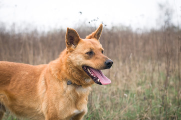Naklejka premium Red mixed breed dog portrait