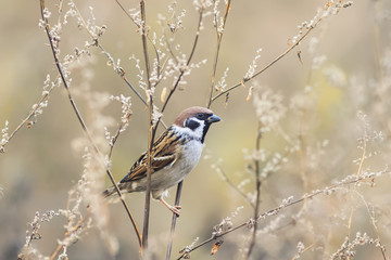 little brown Sparrow bird sitting on the branches of wormwood