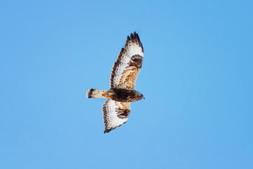 hawk the Sparrowhawk flying in the sky to spread its wings