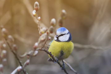 beautiful little blue tit bird singing a song on a fluffy willow in early spring in the Park