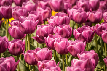 Tulips Field in closeup