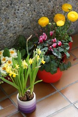 Frühlingsblumen auf dem Balkon