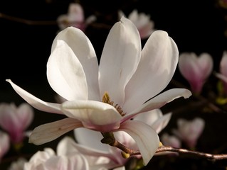 magnolia tree with pink flowers