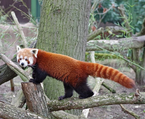 red panda