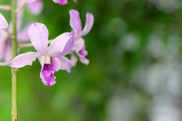 Beautiful purple orchid - phalaenopsis