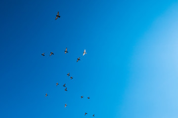 Birds in flight with blue sky above