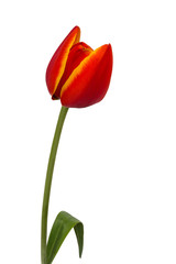 Fototapeta premium Tulip with white background
