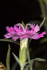 Little flower pink and white close up - Little flower pink and white macro photo