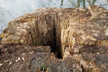 Morscher hohler Baumstamm 
