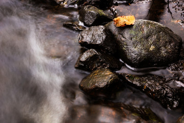 Lonely yellow fall leaf on rock in a small forest stream