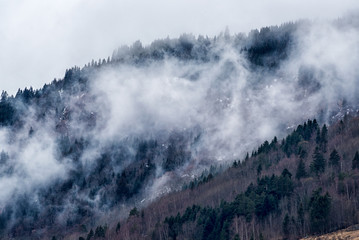 Las na zboczu góry pokryte mgłą - 107687595