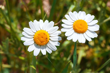 Fototapeta premium camomile meadow in sunny day