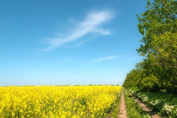 Fototapeta na wymiar Yellow rapeseed flowers on field.
