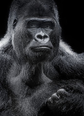 portrait of gorilla